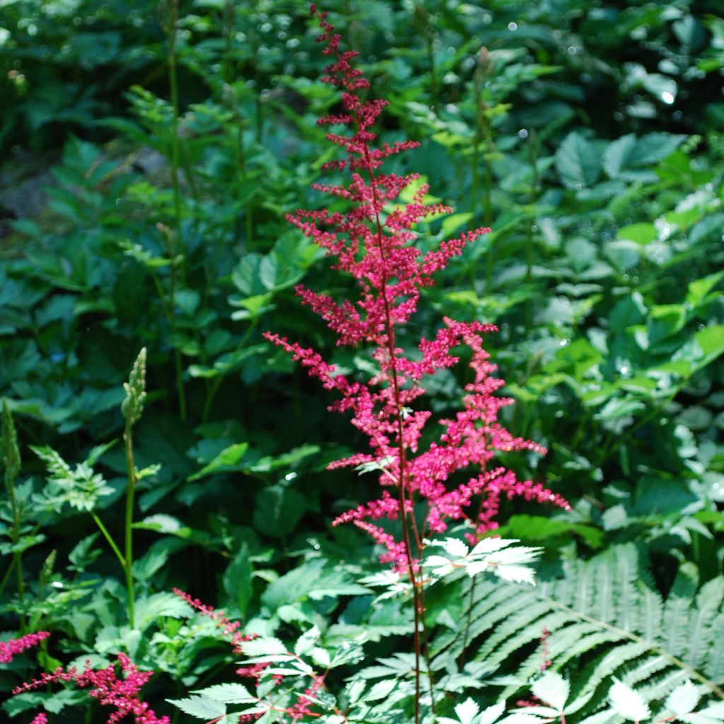 Astilbe japonica 'Vesuvius'