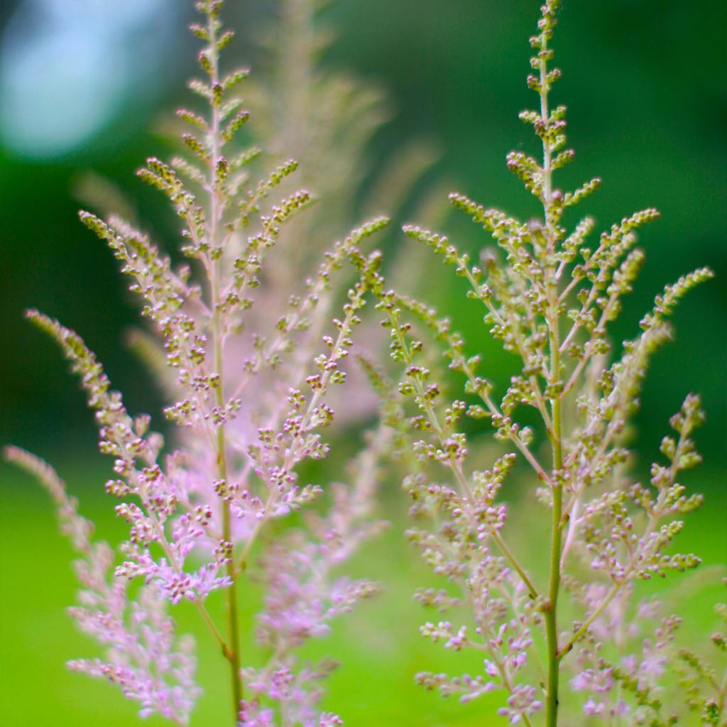 Astilbe rivularis var. myriantha - False Spirea
