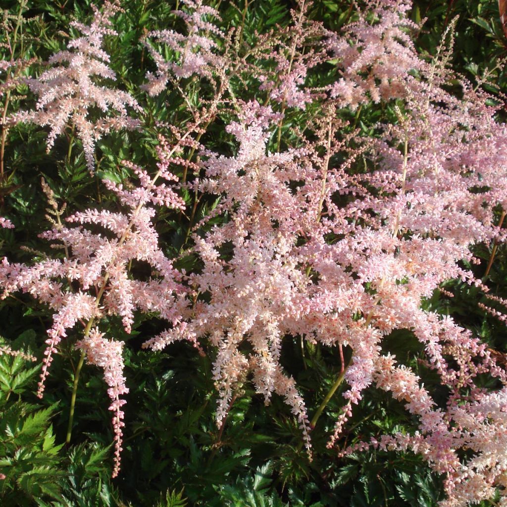 Astilbe Pink Lightning