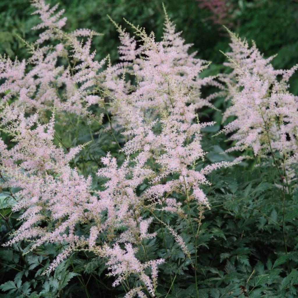 Astilbe Hennie Graafland - False Spirea