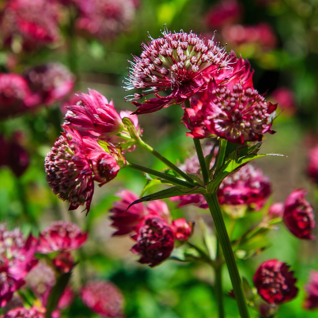 Astrantia major Star of Love - Masterwort