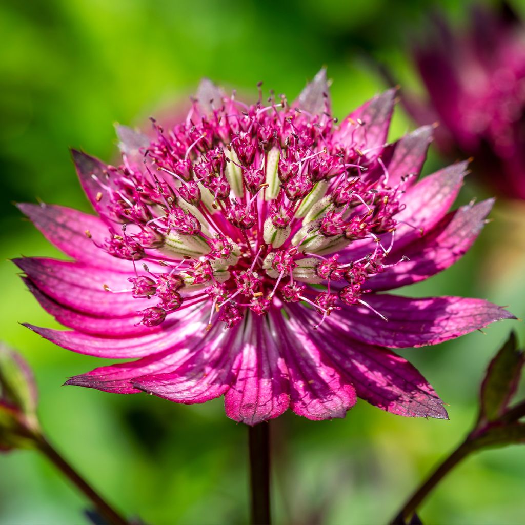 Astrantia major Star of Love - Masterwort