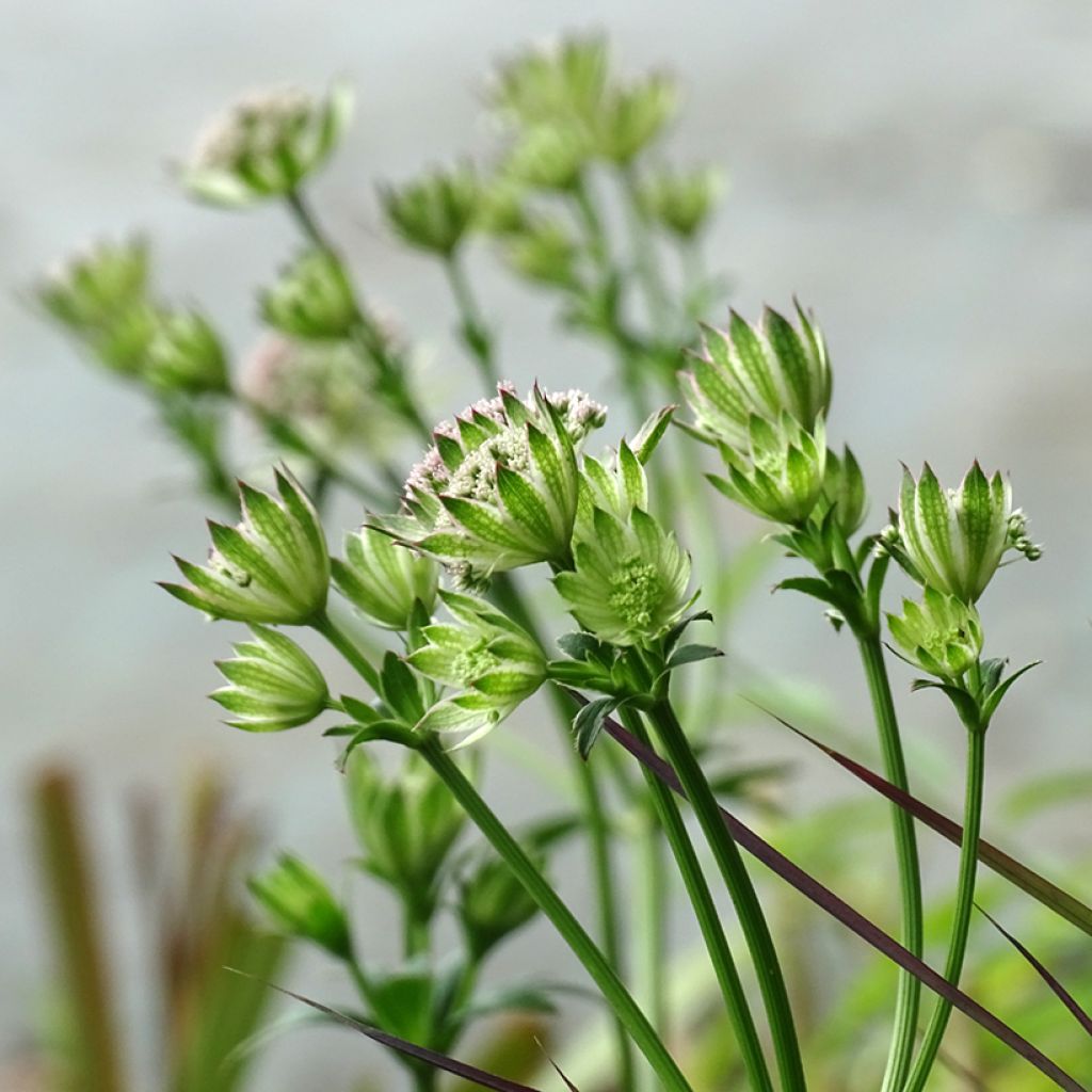 Astrantia major Buckland - Great Masterwort
