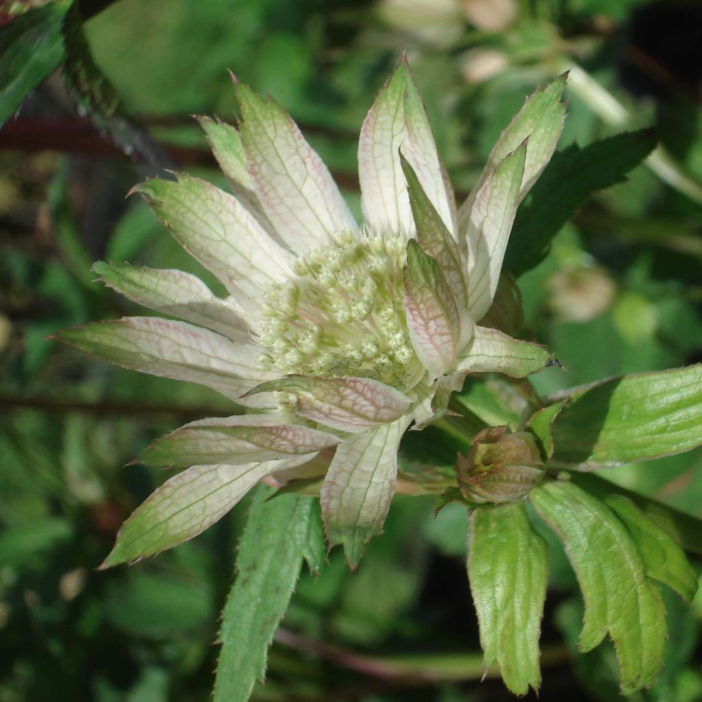 Astrantia major Princesse Sturdza - Masterwort
