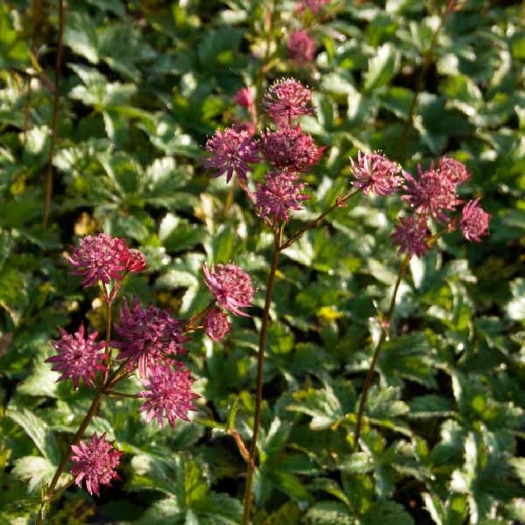 Astrantia major 'Hadspen Blood'