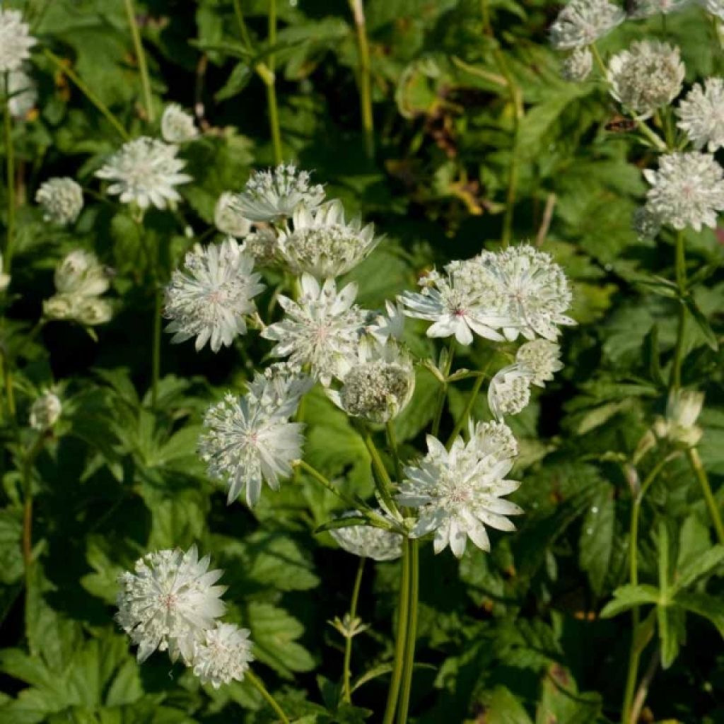 Astrantia major Super Star - Masterwort