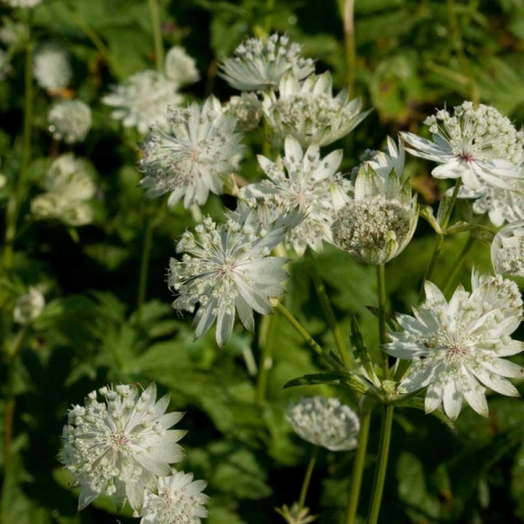 Astrantia major Super Star - Masterwort