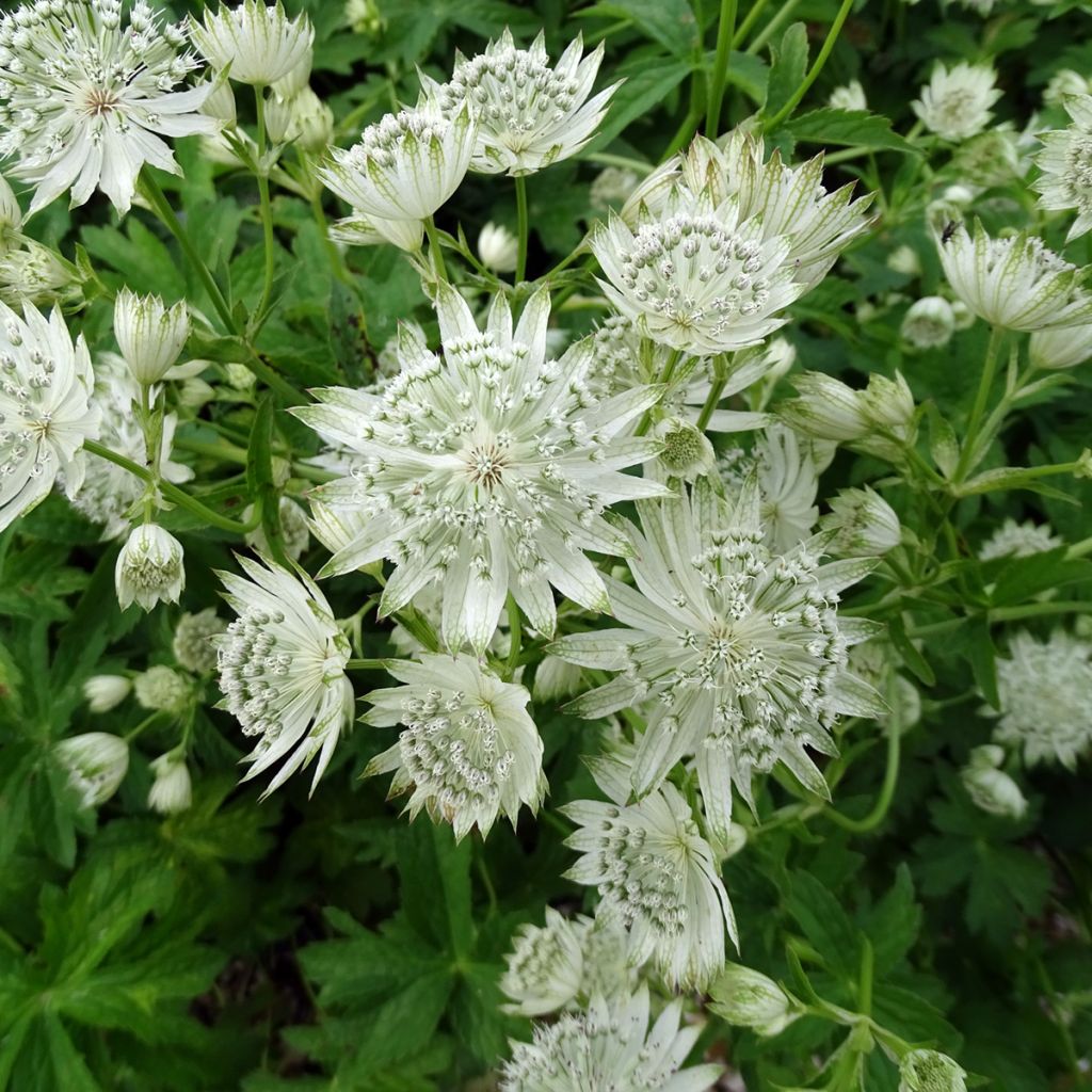 Astrantia major Super Star - Masterwort