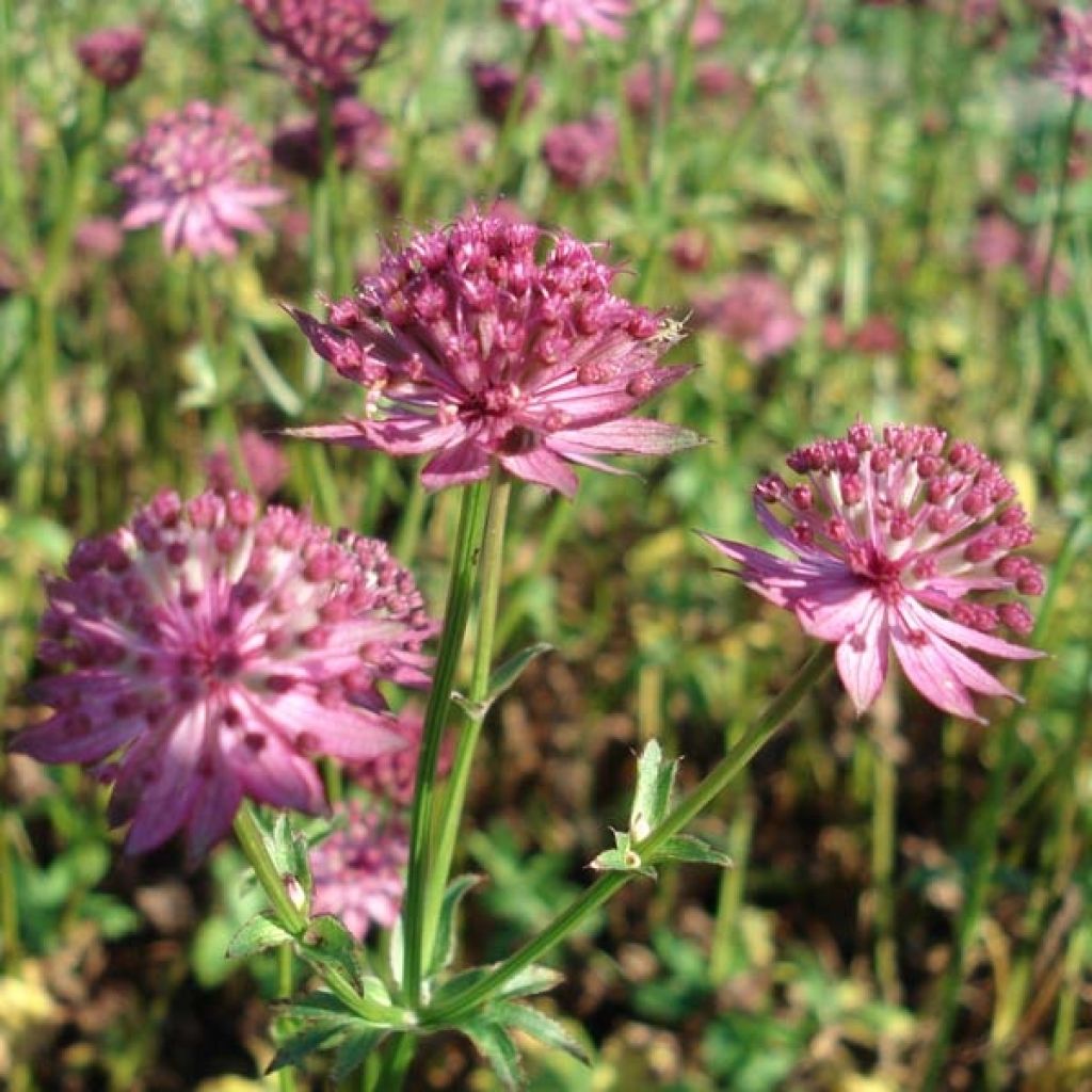 Astrantia major Venice - Masterwort
