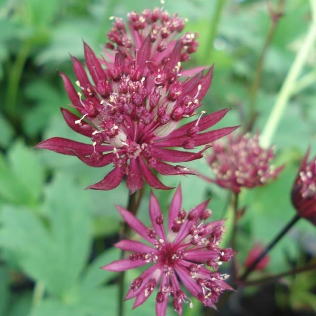 Astrantia major Ruby Star - Masterwort