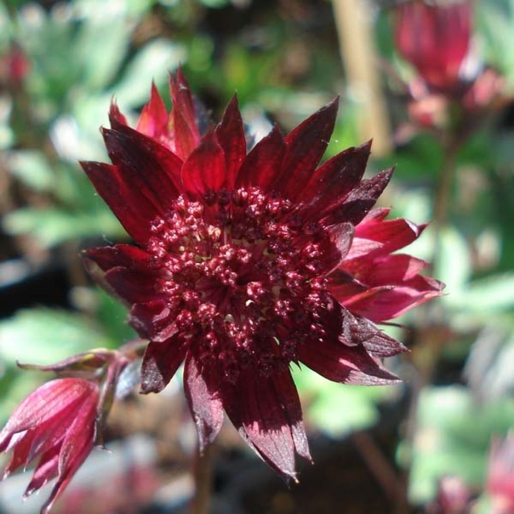 Astrantia major Ruby Star - Masterwort