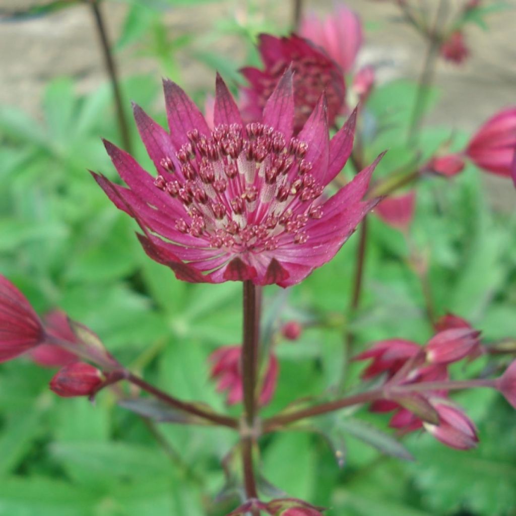 Astrantia major Ruby Wedding - Masterwort