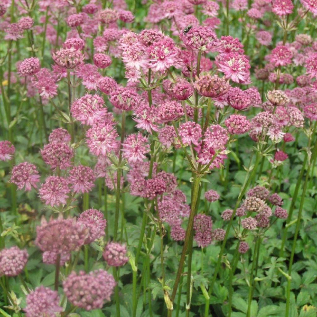 Astrantia major Star of Passion - Masterwort