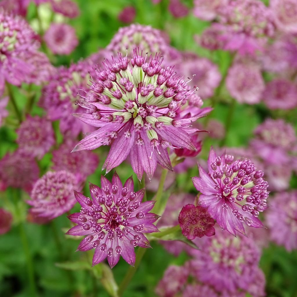 Astrantia major Star of Passion - Masterwort
