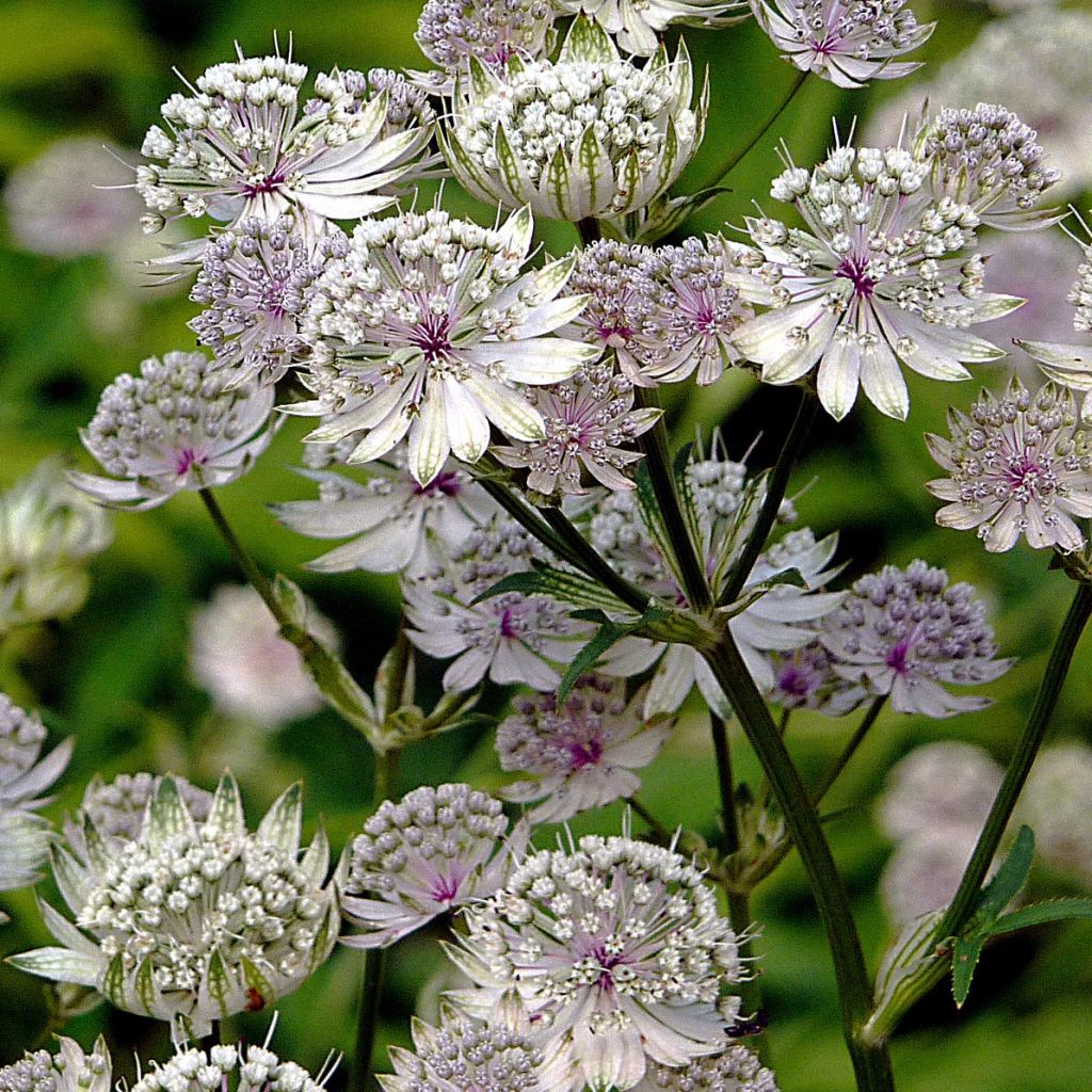 Astrantia major - Masterwort