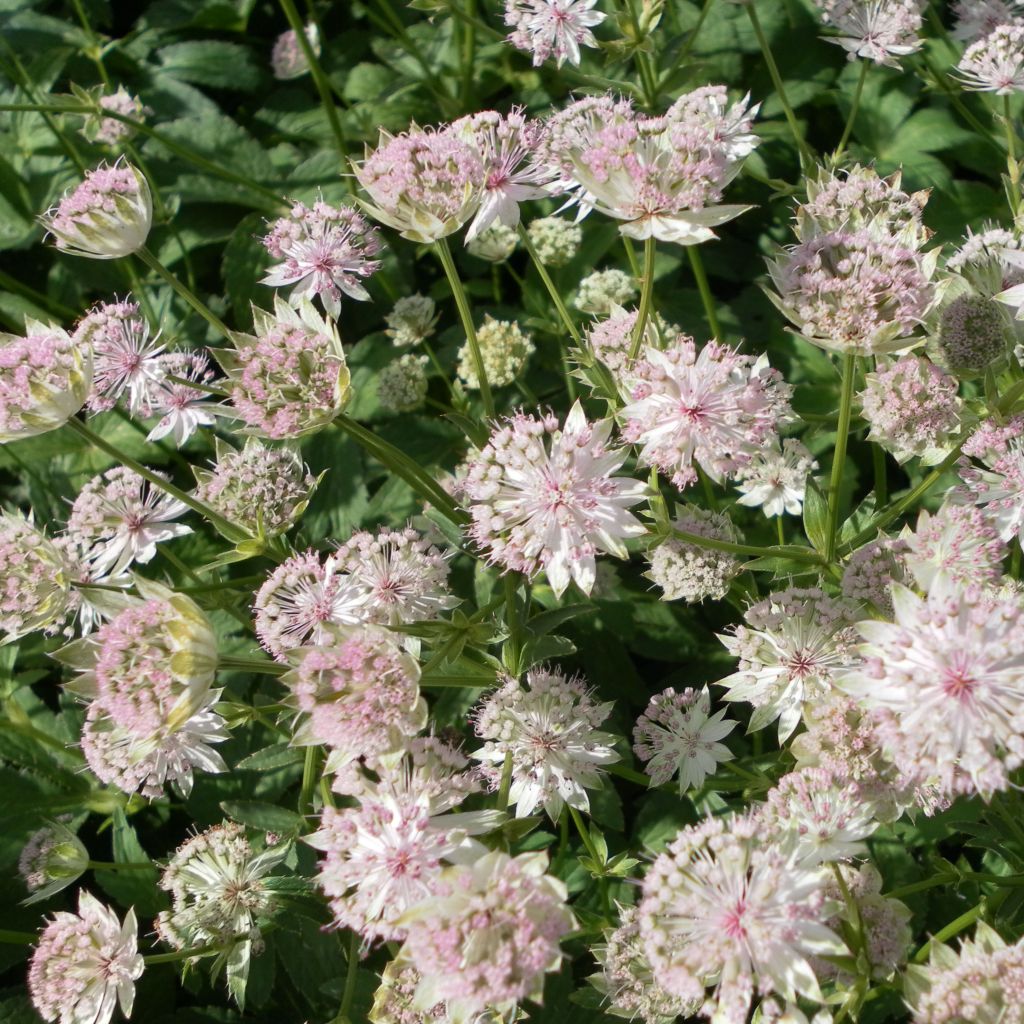 Astrantia major Buckland - Great Masterwort