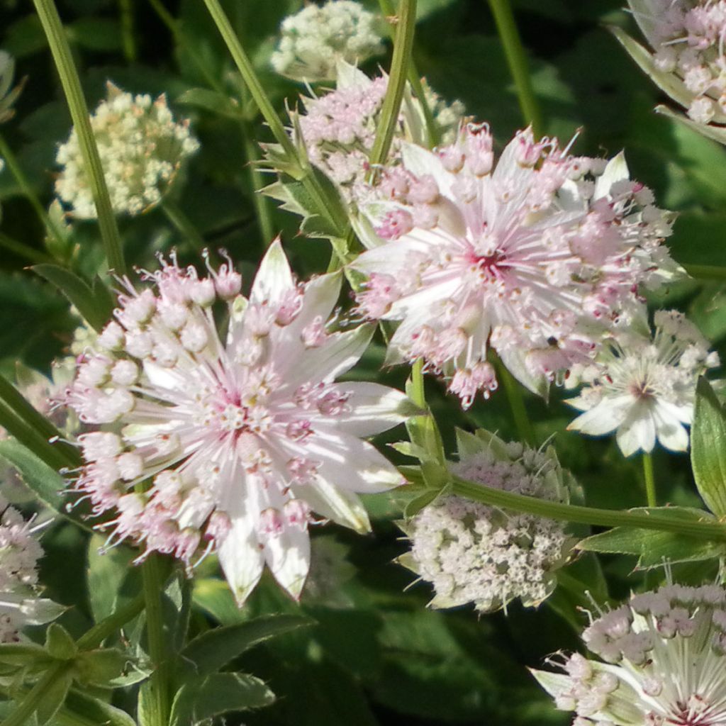 Astrantia major Buckland - Great Masterwort