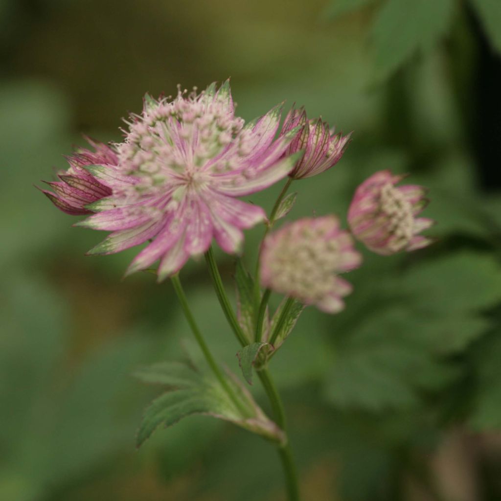Astrantia major 'Pink Pride'