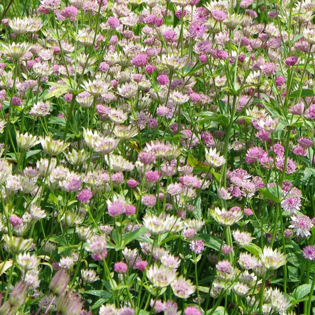 Astrantia major 'Pink Pride'