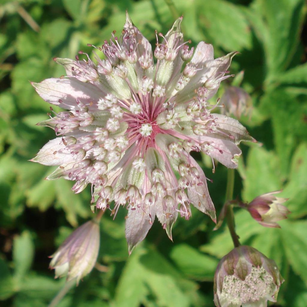 Astrantia major 'Pink Sensation' 