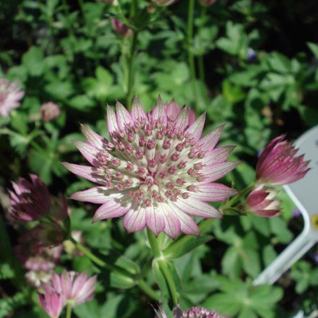 Astrantia major 'Roma'