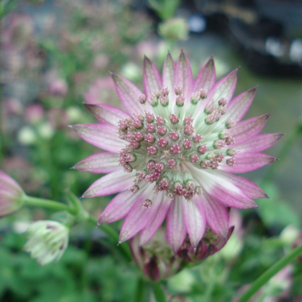 Astrantia major 'Roma'