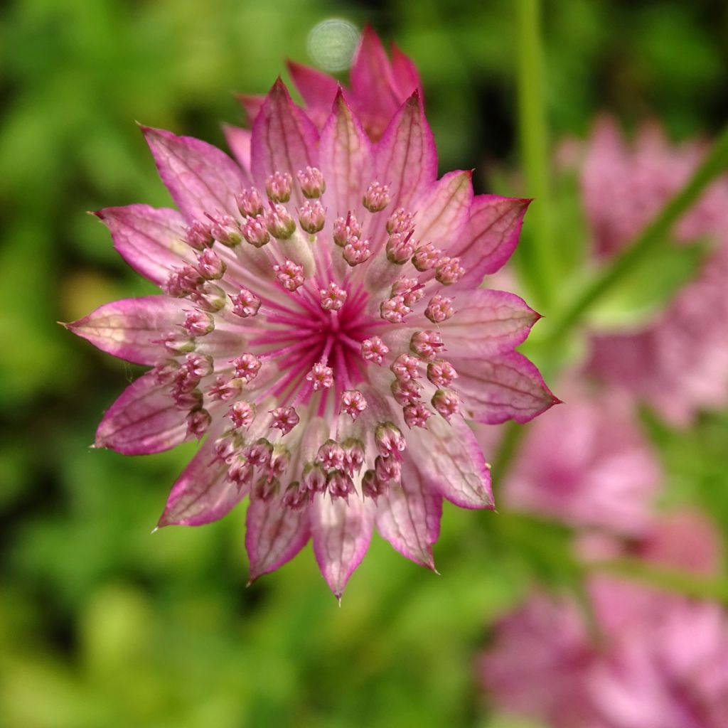 Astrantia major 'Roma'