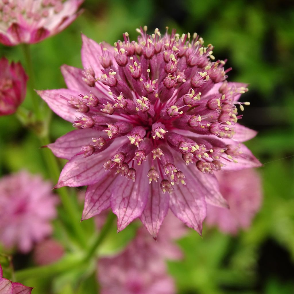 Astrantia major 'Roma'