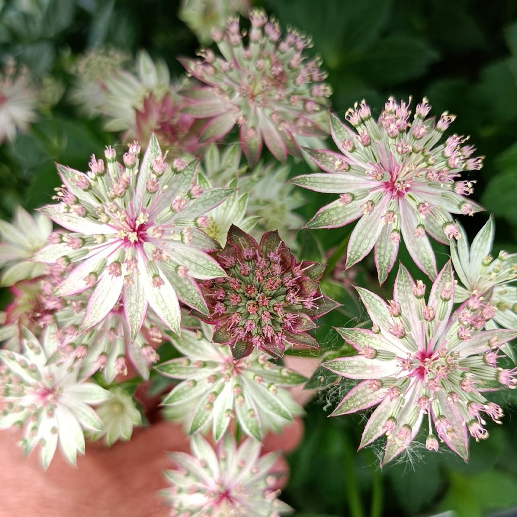 Astrantia major 'Roma'