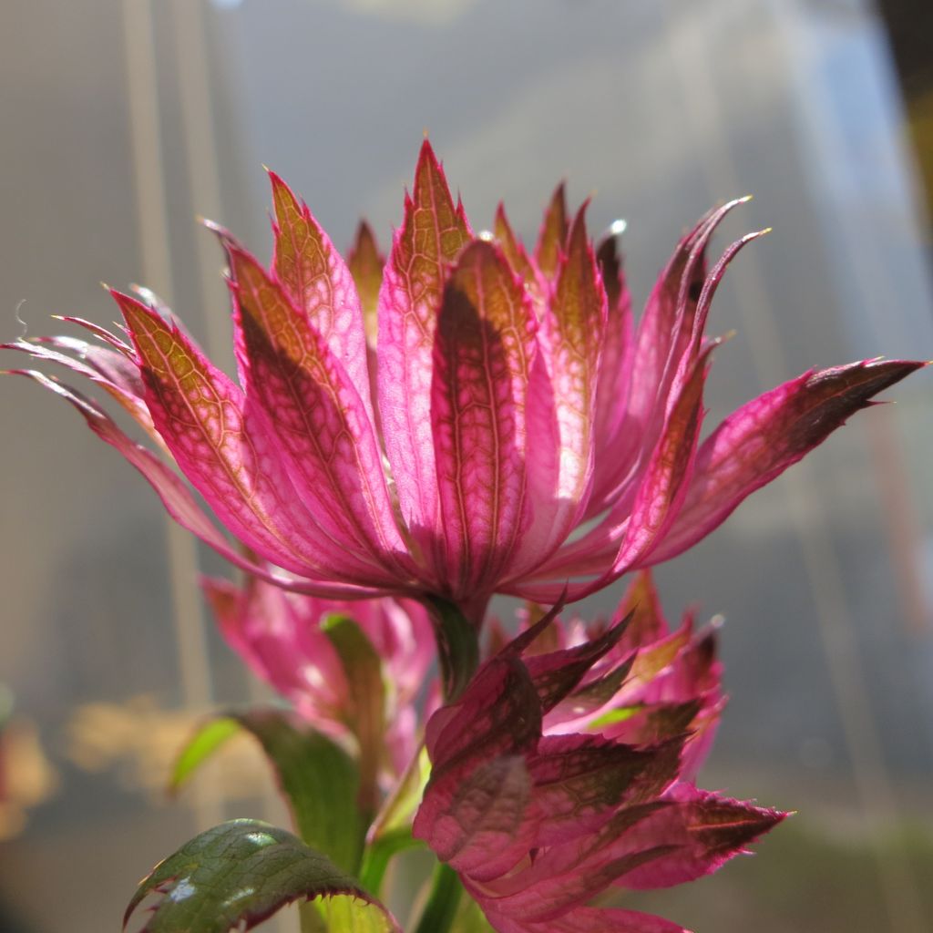 Astrantia major Rosensinfonie - Masterwort