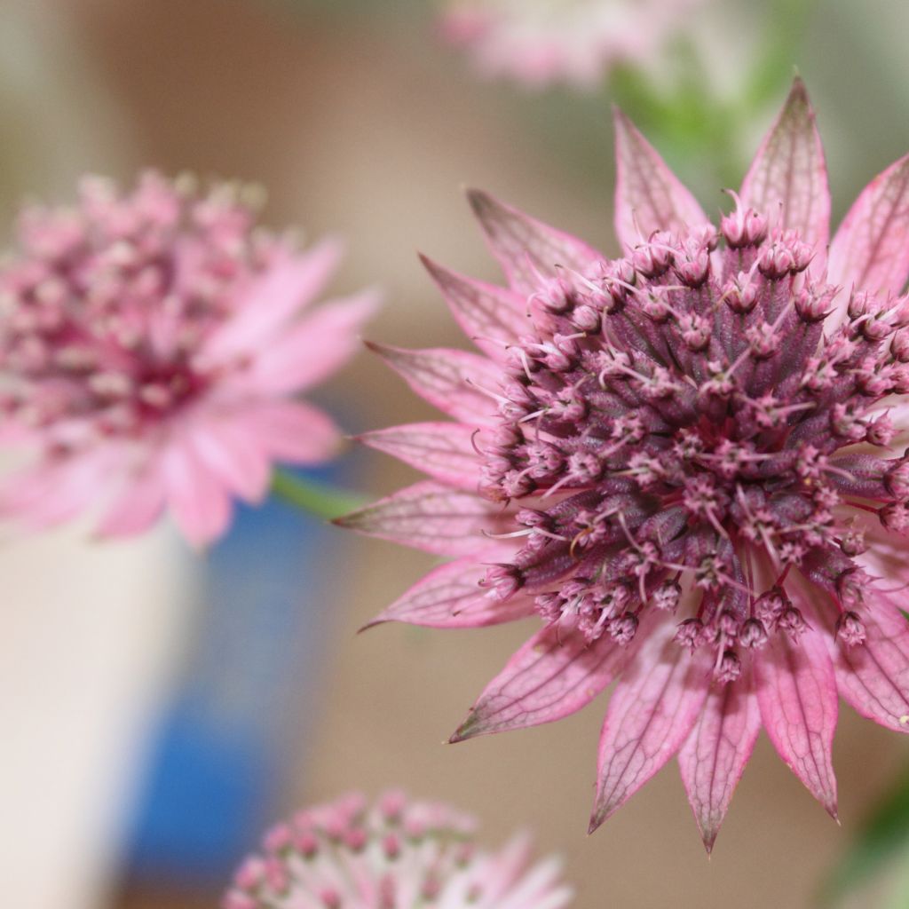 Astrantia major Rubra - Masterwort