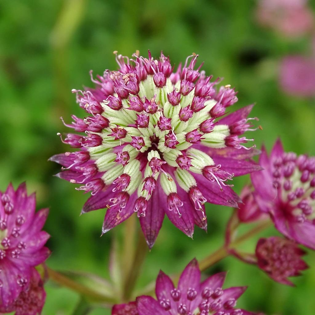 Astrantia major Star of Beauty - Masterwort