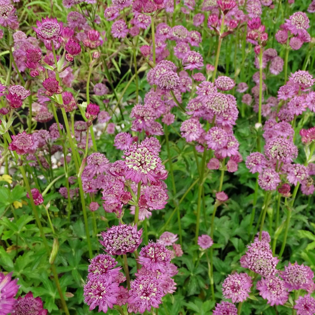 Astrantia major Star of Beauty - Masterwort
