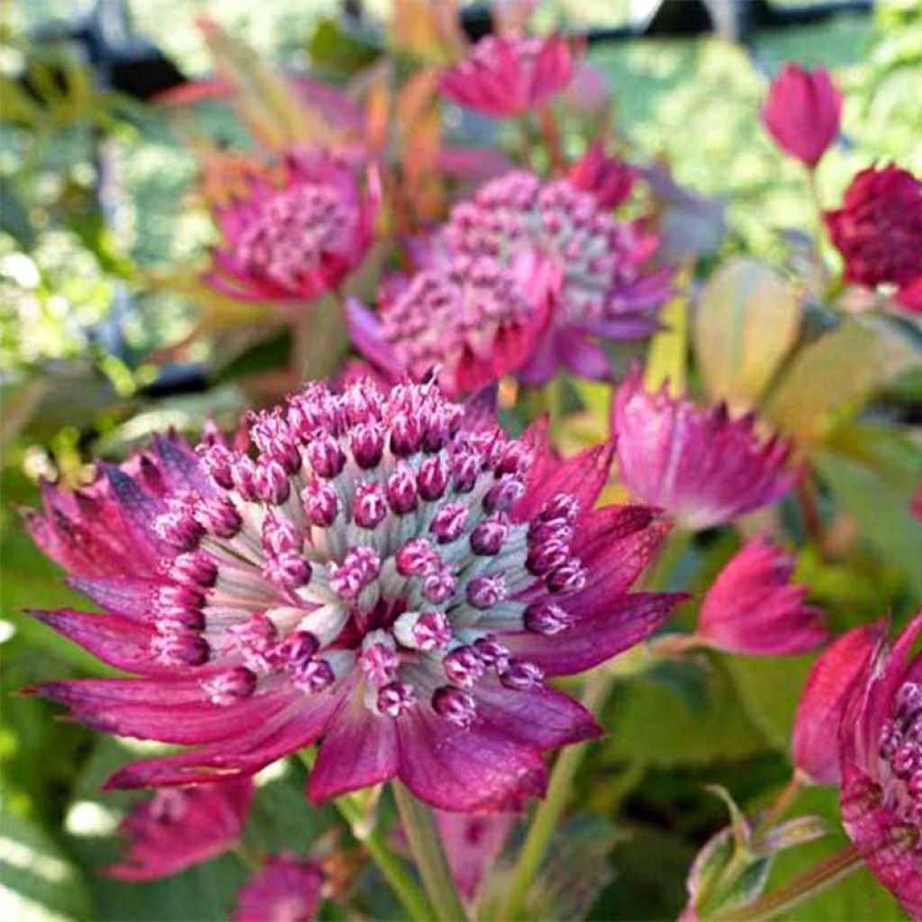 Astrantia major Star of Treasure - Masterwort