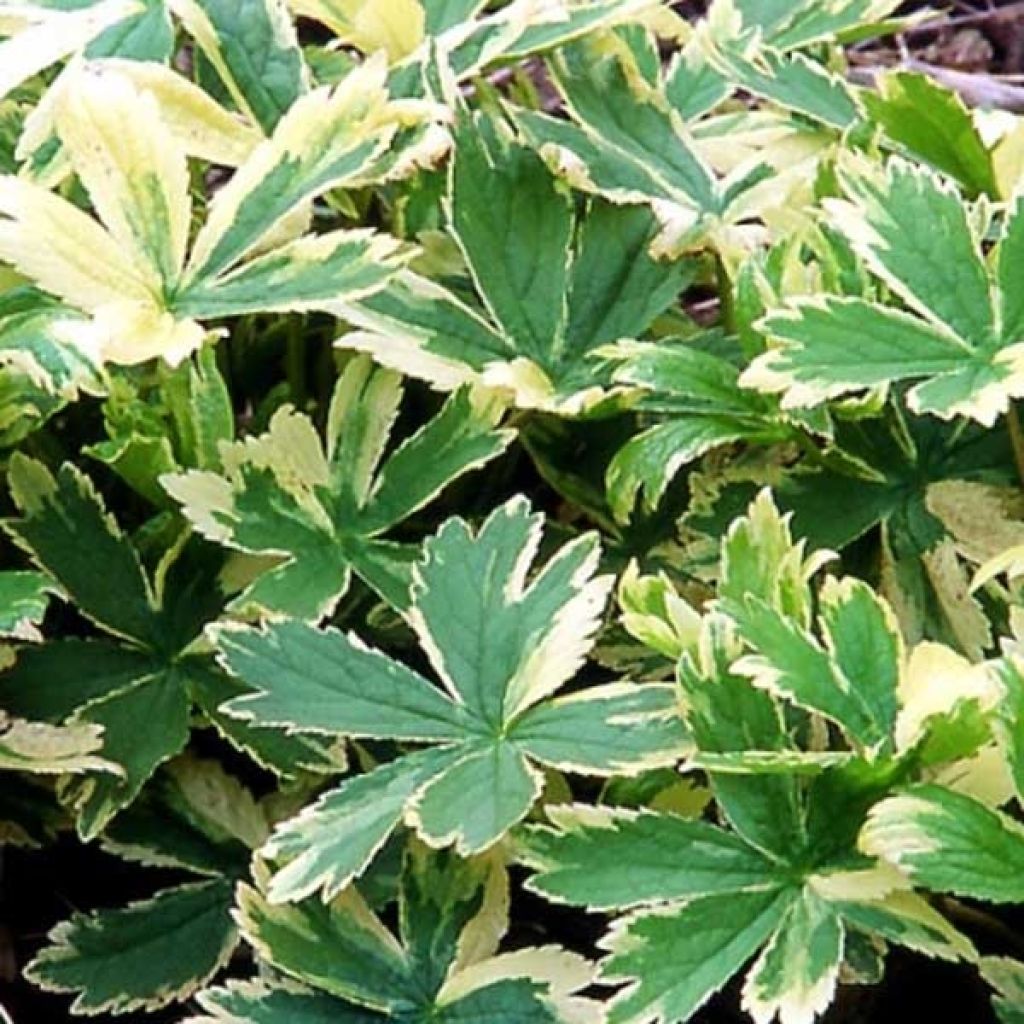 Astrantia major Sunningdale Variegated - Masterwort