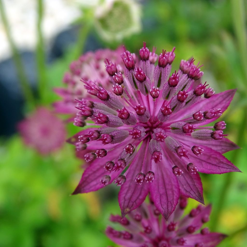 Astrantia major Washfield - Masterwort