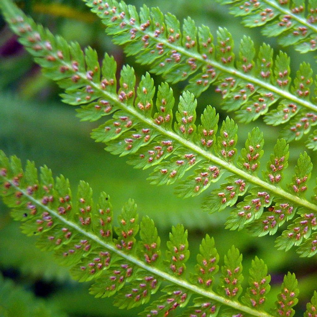 Athyrium filix-femina - Lady Fern
