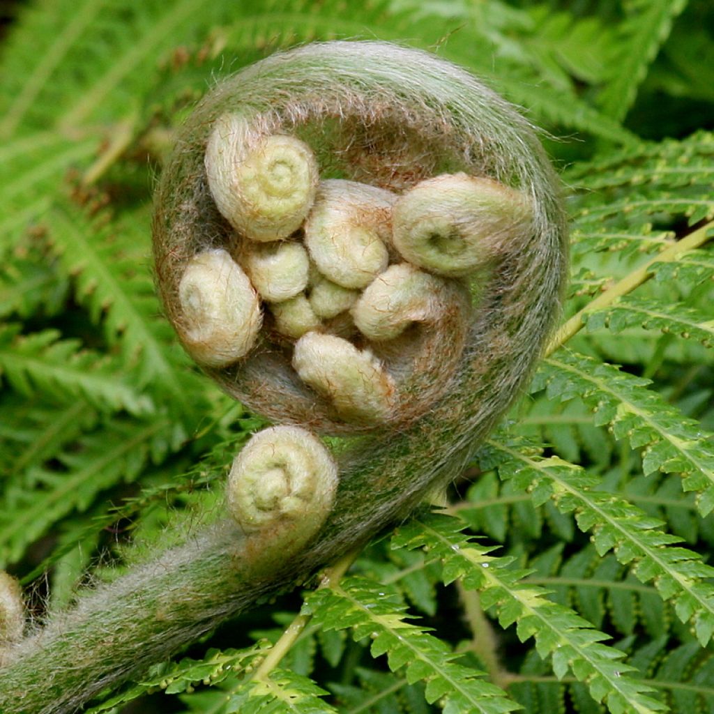 Athyrium filix-femina Cruciatum Group - Lady Fern