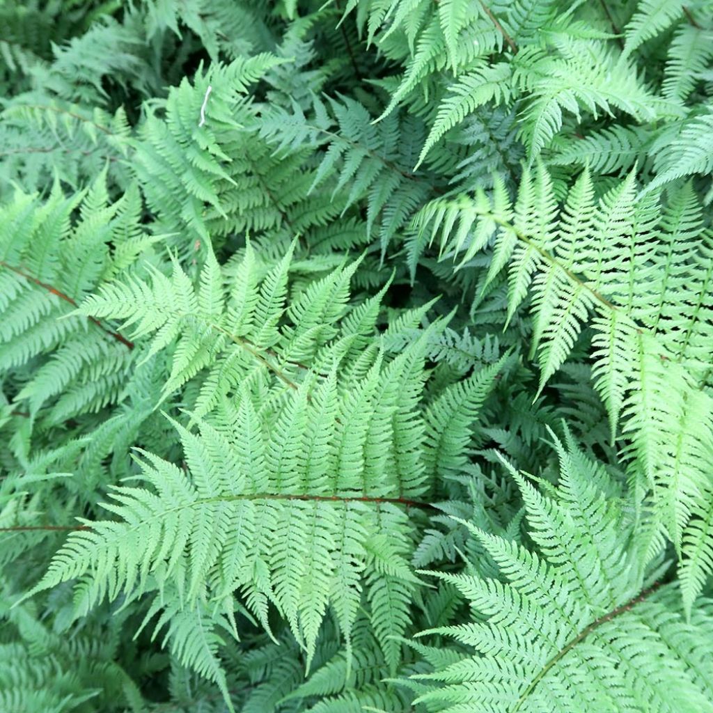 Athyrium filix-femina Lady in Red - Lady Fern