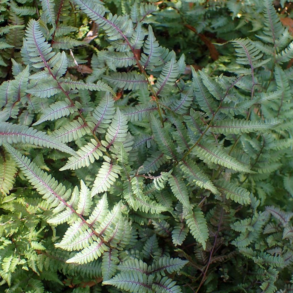 Athyrium niponicum Burgundy Lace - Painted Fern