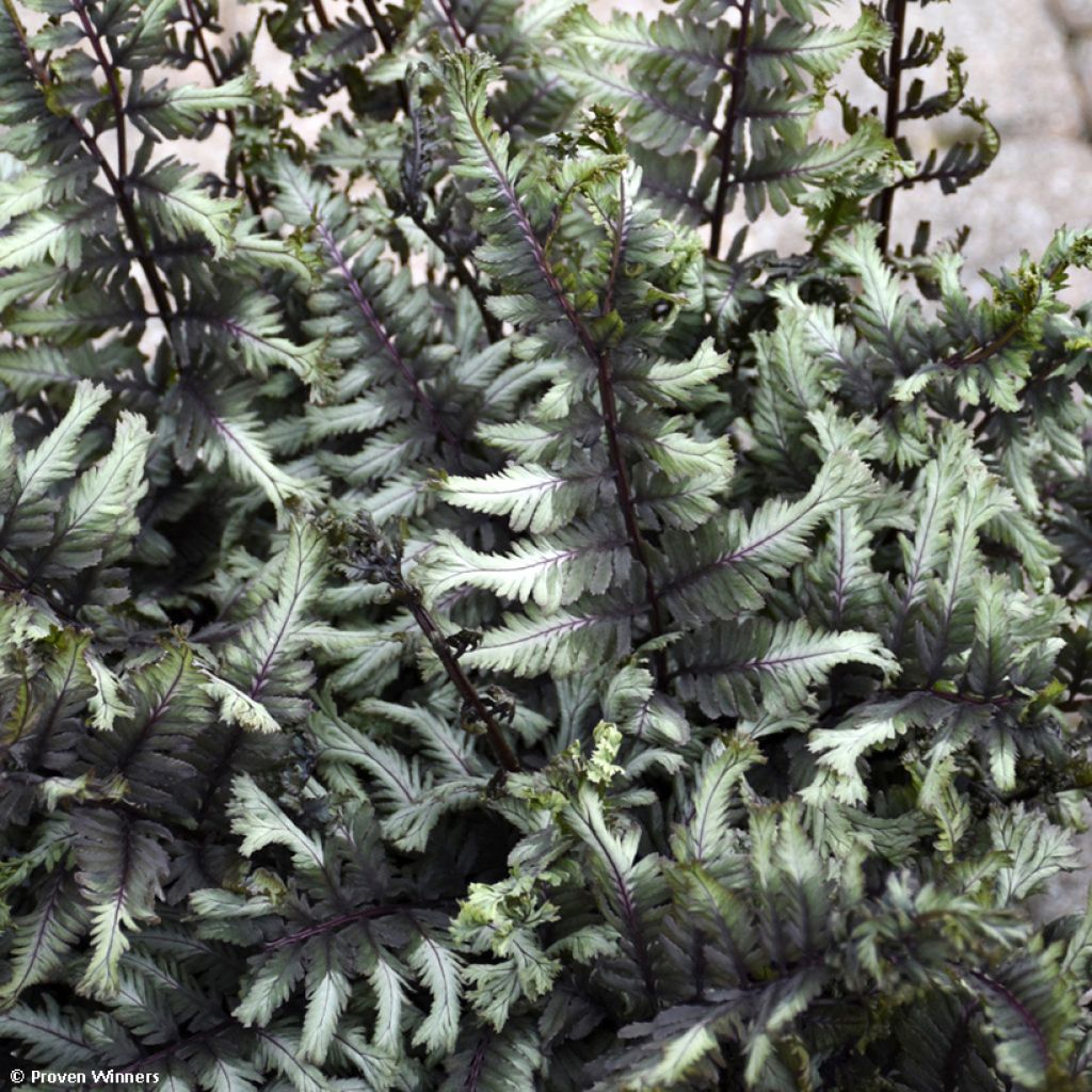 Athyrium niponicum Crested Surf - Painted Fern