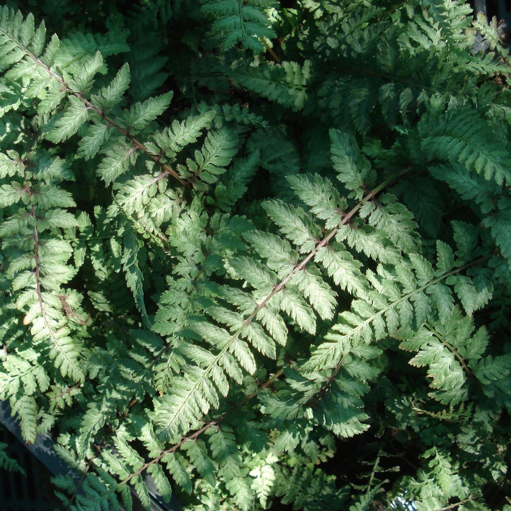 Athyrium niponicum Ursulas Red - Painted Fern