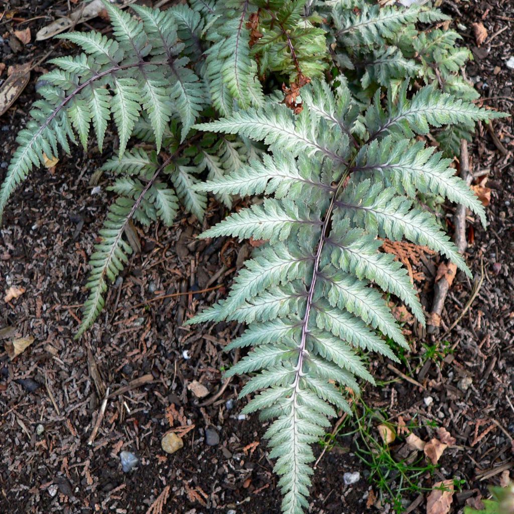 Athyrium niponicum var. pictum Red Beauty - Painted Fern