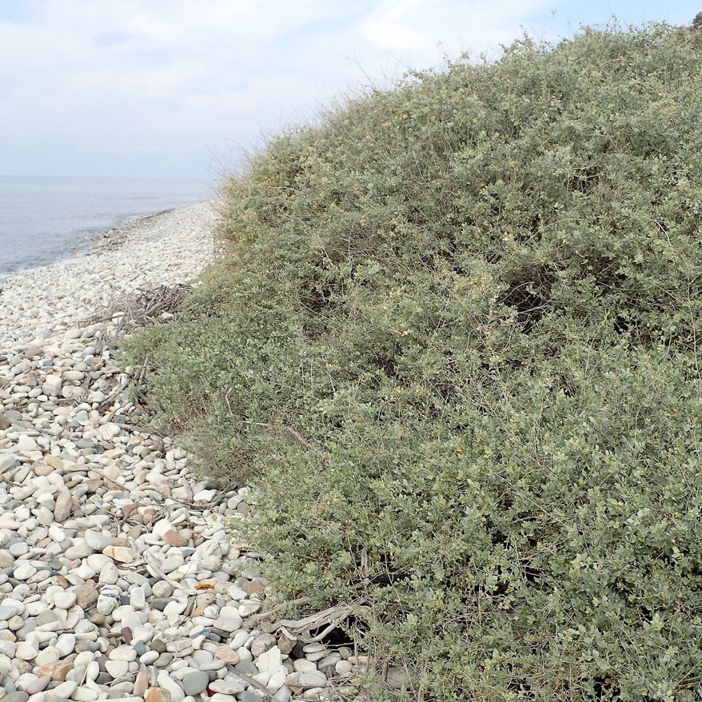 Atriplex halimus