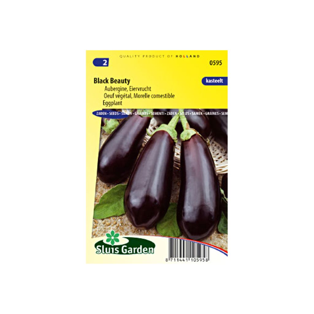 Aubergine Black Beauty - Eggplant