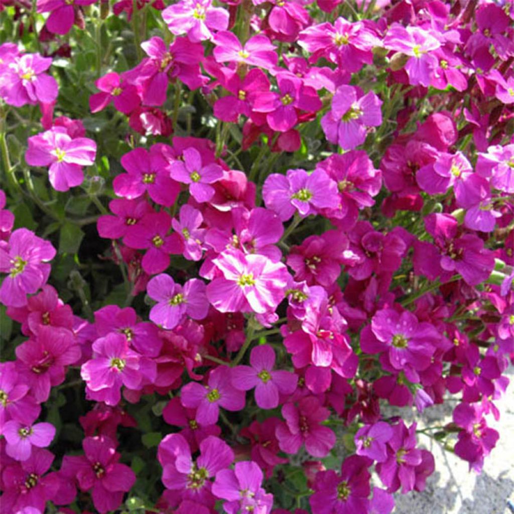 Aubrieta Bressingham Red