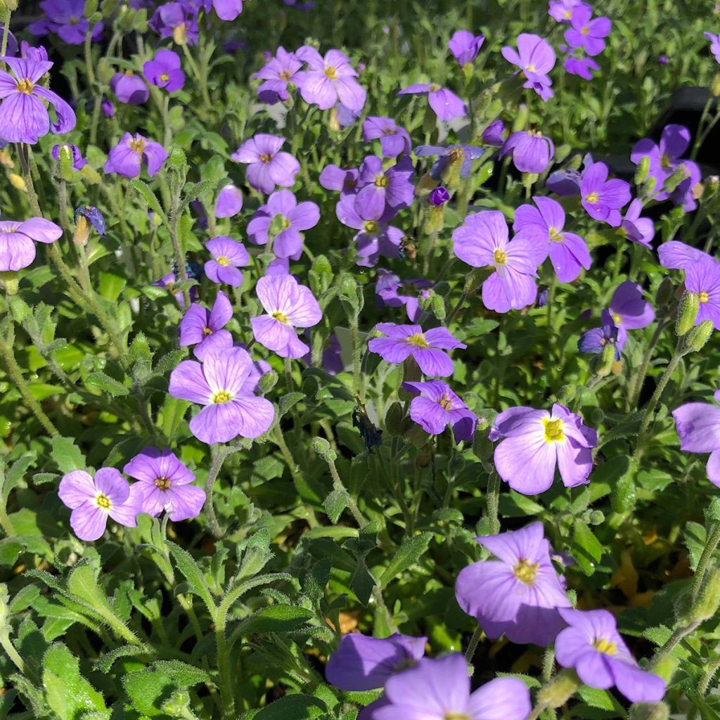 Aubrieta Cascade Blue