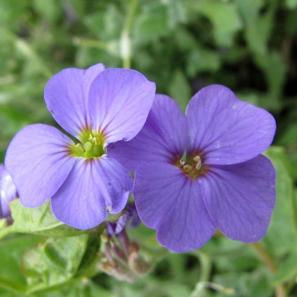 Aubrieta Cascade Purple