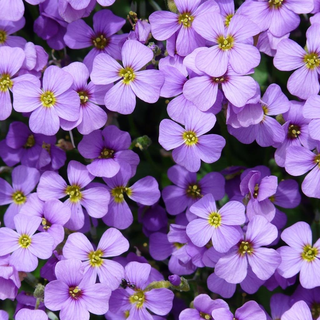 Aubrieta Cascade Purple