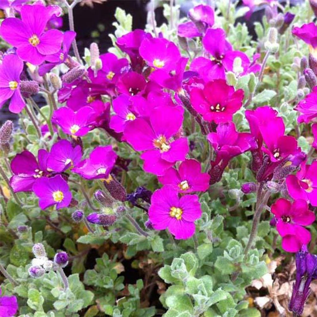 Aubrieta Red Cascade